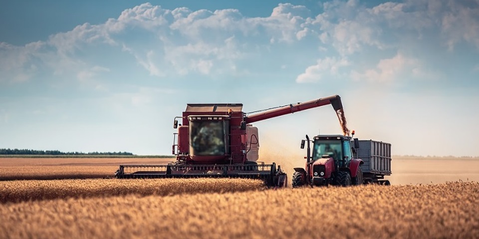 Researchers developing elite disease-resistant barley varieties