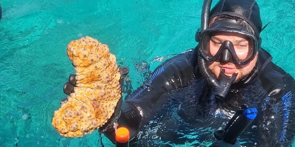 Diver emerging from ocean onto boat holding a sea cucumber