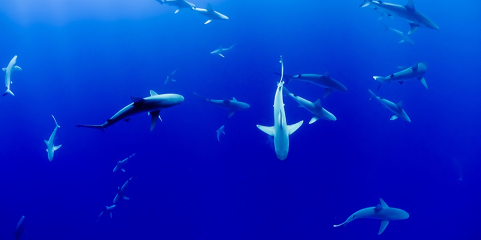 Sharks circling in the water