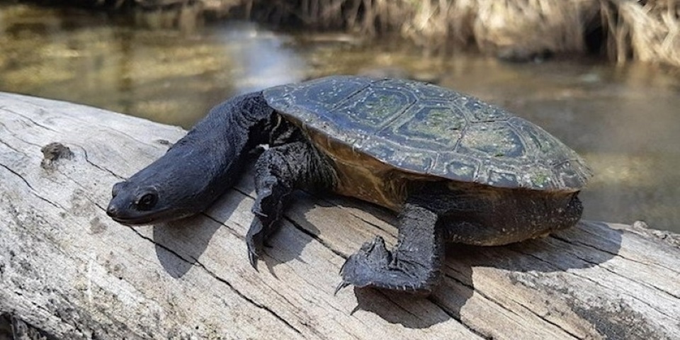 Snake-necked turtle