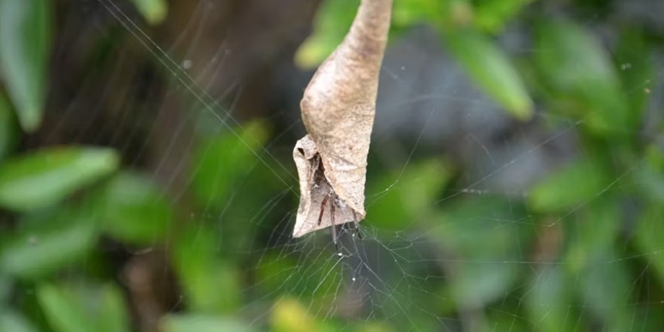 spider on a web