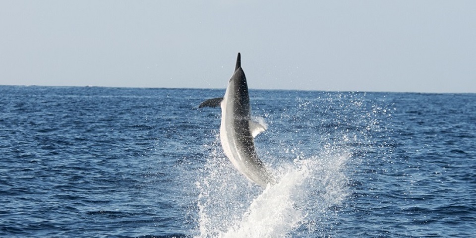 dolphin leaping