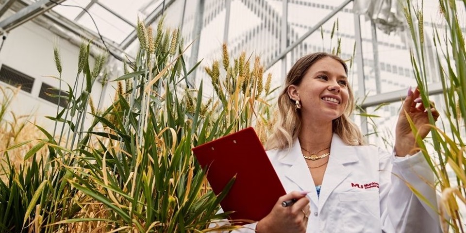 Student in greenhouse inspects barley