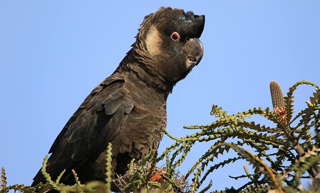 Threatened cockatoo feature