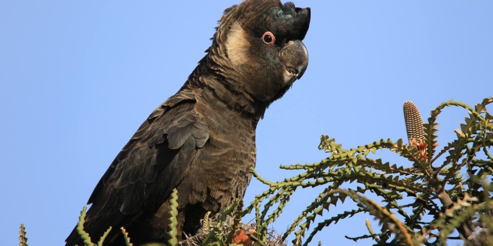 Threatened cockatoo feature