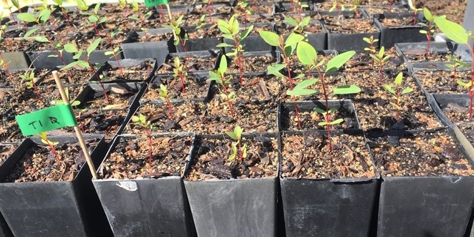 Tuart eucalyptus seedlings feature