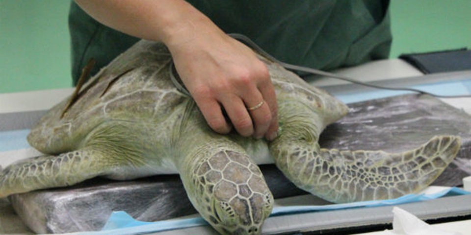 Helping the sea turtle which lost its dive