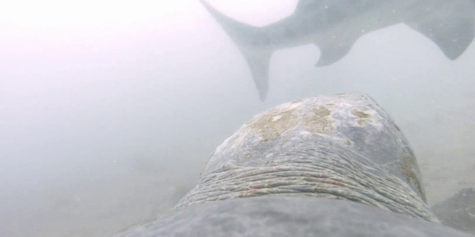 turtle versus shark attack