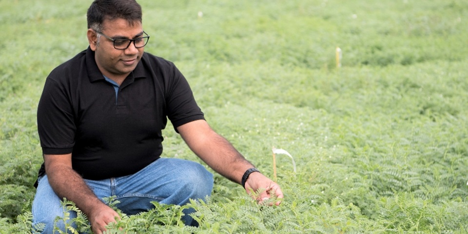 Professor Varshney in chickpea field