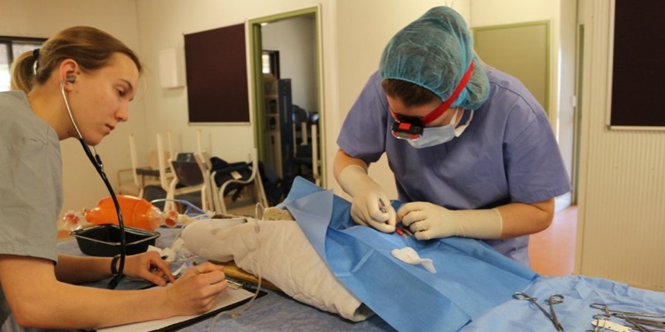 Vets operating on a dog in a mobile clinic