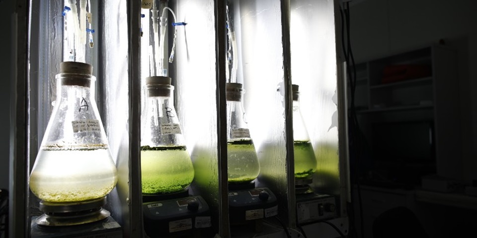 algae and water in beakers