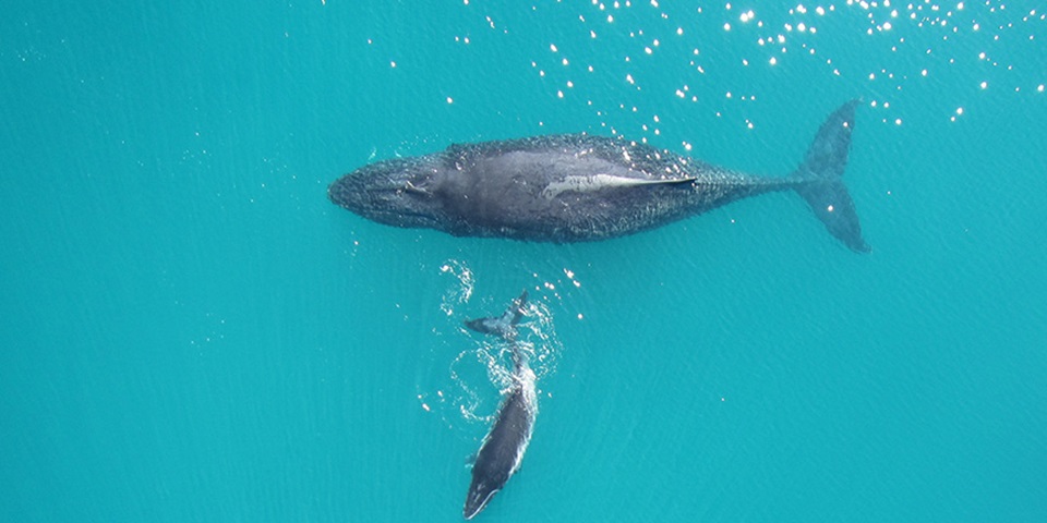 Whale reproduction feature