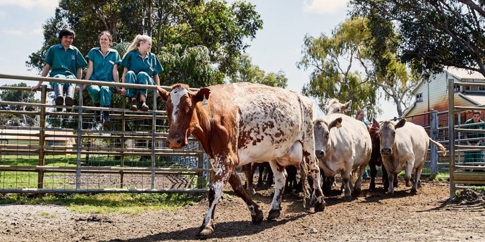 Murdoch students sitting on a fence with cows walking in front of them.