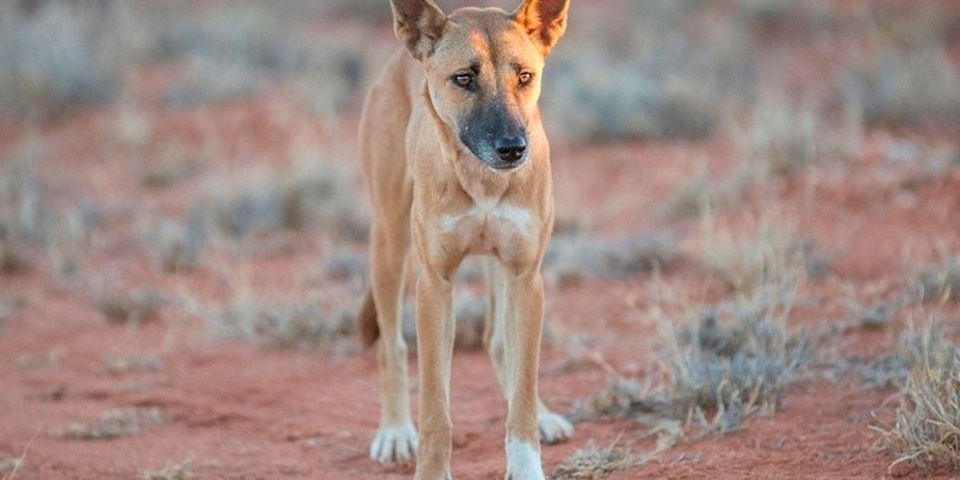 Wild dogs 860 x 480