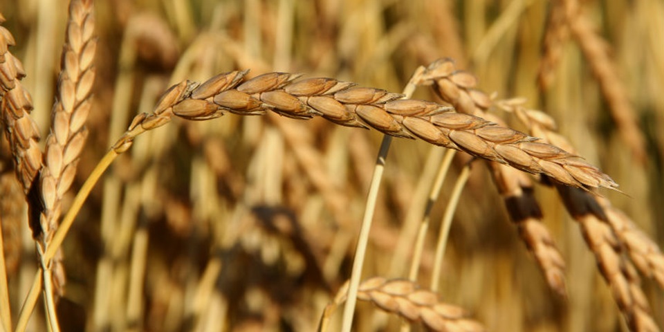 Wild emmer wheat field