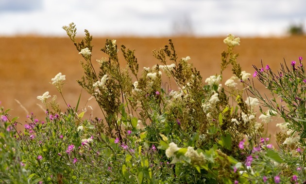 wildflowers in western australia